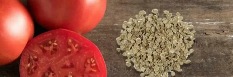 Почему важно выбрать качественные семена томатов для открытого грунта