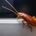 Кому стоит заказать профессиональное уничтожение тараканов и грызунов