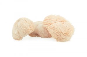 Де сьогодні застосовується лев'яча грива гриб