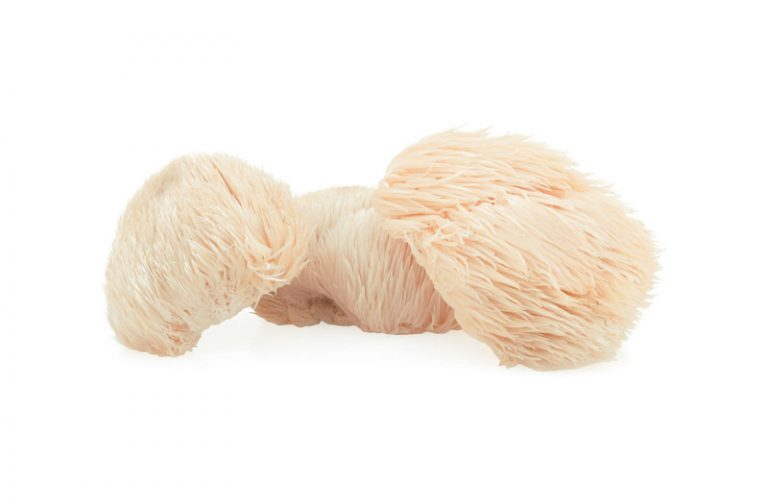 Де сьогодні застосовується лев'яча грива гриб